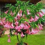 10 Adet Tohum Pembe Angel Trumpet Çiçeği Meleklerin Borazanı Çiçeği Tohumu++
