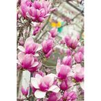 10 Adet Tohum Pembe Manolya Agaci Dogal Manolya Tohumu Saksi Toprak Hediyemizdir