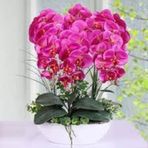 10 Adet Tohum Pembe Phalaenopsis Orkide Tohumu Saksı Toprak Y