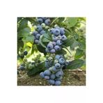 10 Adet Tohum Yaban Mersini Tohumu Blueberry Tohumu Surpriz Hediye Tohumu