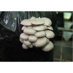 10 kg Istiridye Mantarı Tohumu