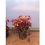 10 'lu Cennet bambusu-Nandina fidan paketi