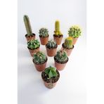 10 lu Kaktüs Set - Özel Türler - 5.5 cm Saksıda