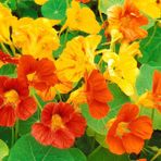 10+ Nasturtium- Latin Çiçeği Karışık Renk Çiçekli Tohumu