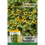 100 Adet Cüce Papatya Çiçek Tohumu