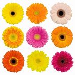 100 Adet Karisik Gerbera Cicegi Tohum +10 Adet Gul Tohumu N11.835