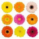 100 Adet Karışık Renk Gerbera Çiçek Tohumu + 10 Adet Hediye Karık Renk Küpe Çiçeği Tohumu Sınekbıt10826