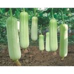 100 Adet Lif Kabak Tohumu Kabak Tohumu Lif Kabağı Tohumu +