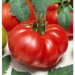 100 Adet Marmande Domates Tohum - Yok