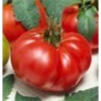 100 Adet Marmande Domates Tohum