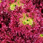 100 Adet Organic Ruby Red Leaf Marul Tohumu