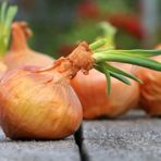 100 Adet Organic Vidalia Sweet Soğan Tohumu