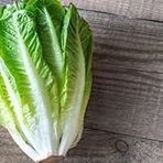 100 Adet Parris Island Romaine Marul Tohumu