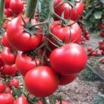 100 Adet Tohum Erkenci Iri Domates Tohumu Sürpriz Hediye Tohum Bü