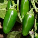 100 Adet Tohum Meksika Biberi Tohumu Zehir Acı Meksika Biberi Tohumu Jalapeno Jalepeno Biberi Tohumu