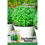 100 Adet Top Fesleğen - Top Reyhan (Ocimum Basilicum) Çiçek Tohumu - 1 Paket