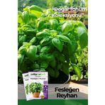 100 Adet Yeşil Fesleğen - Yeşil Reyhan (Ocimum Basilicum) Tohumu