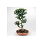 100 cm Ficus S Bonsai