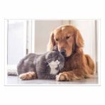 100 Parça Puzzle: Kedi ve Köpek