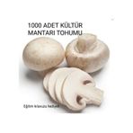 1000 Adet Kültür Mantarı Tohumu + Eğitim Kılavuzu + Hediye