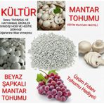 1000 Adet Kültür Mantarı Tohumu