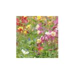 1001fidan 3713 Aquilegia Vulgaris Haseki Küpesi Fidesi