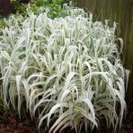 1001fidan 3802 Arundo Donax Variegata Alacalı Dev Kamış Fidanı