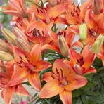1001fidan Abbeville's Pride Lilium Lilyum Zambak Soğanı