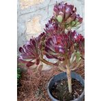 1001fidan Aeonium Arborea Atropurpureum Ağaçsı Aenyum Fidesi