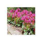 1001fidan Bergenia Cordifolia Fil Kulağı Kış Ortancası Fidesi 0-20cm