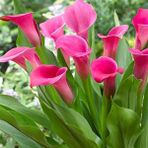 1001fidan Calla Zantedeschia Kala Cala Gala Çiçeği Patatesi Yumrusu