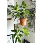 1001fidan Callisia Fragrans Ahtapot Çiçeği Fidesi