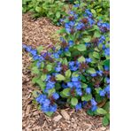 1001fidan Ceratostigma Plumbaginoides Bodur Plumbago Fidesi