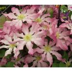 1001fidan Clematıs Frau Susanne Clematis Klematis Orman Asması Fidanı