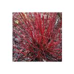 1001fidan Cornus Alba Sibirica Kırmızı Dallı Süs Kızılcık Fidanı 20-40 Cm