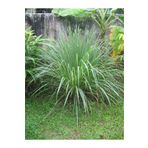 1001fidan Cymbopogon Citratus Lemon Grass Lemon Verbena Limon Çimi Fidesi 20-40 Cm
