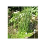 1001fidan Equisetum Americanum Hyemale At Kuyruğu Fidanı 20-40cm
