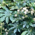 1001fidan Fatsia Japonica Aralia Aralya Fidanı