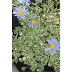 1001fidan Felicia Amelloides Variegata Blue Alaca Yapraklı Mavi Felisia