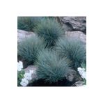 1001fidan Festuca Glauca Blaufuchs Blue Fox Mavi Tilki Festuka Fidesi