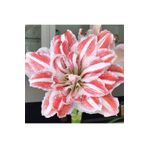 1001fidan Hippeastrum Amaryllis Dancing Queen Güzel Hatun Çiçeği Soğanı