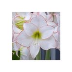 1001fidan Hippeastrum Amaryllis Picotee Güzel Hatun Çiçeği Soğanı