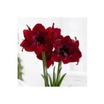 1001fidan Hippeastrum Amaryllis Soğanı (GÜZEL HATUN ÇİÇEĞİ SOĞANI) Carmen Saksılı/0-40 Cm