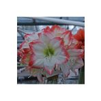 1001fidan Hippeastrum Amaryllis Soğanı (GÜZEL HATUN ÇİÇEĞİ SOĞANI) Sofia Saksılı/0-40 Cm