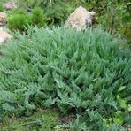 1001fidan Juniperus Horizontalis Yayılıcı Ardıç Sürünücü Ardıç Fidanı