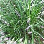 1001fidan Liriope Muscari Çim Zambağı Fidesi