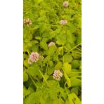 1001fidan Mentha X Piperita İngiliz Nanesi Fidesi