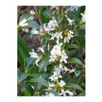 1001fidan Osmanthus Burkwoodii Kokulu Çiçekli Osmantus Fidanı 20-40 Cm