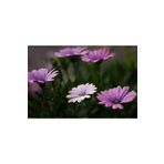 1001fidan Osteospermum Bodrum Papatyası Fidesi