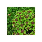 1001fidan Oxalis Tetraphylla Dört Yapraklı Süs Yoncası Fidesi